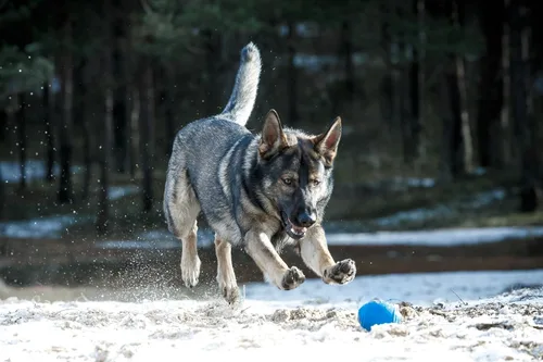 Vista 7 de Tricky Treat Rugby Ball - Dispensador de golosinas para perros, impresionante alivio de ansiedad y aburrimiento, diversión y juguete básico