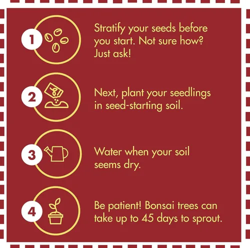 Vista 3 de Kit de árbol bonsái – Cultiva 5 especies de árbol bonsái con nuestro kit de plantas todo en uno: macetas de bonsái y pellets de turba, incluyendo un