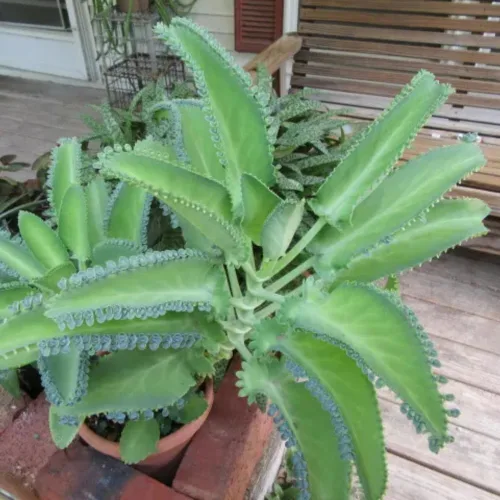 Vista 7 de Mother of Thousands, Kalanchoe - Planta viva suculenta en maceta de 2 pulgadas
