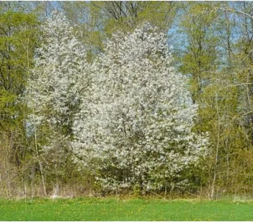 Vista 6 de Pin Cherry Tree Semillas Premium Prunus pensylvanica 'Spring' Plants' (Premium Seeds, 5)