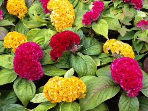 Vista 2 de Semillas Cockscomb Mix Celosia Flores anuales para plantar sin OMG