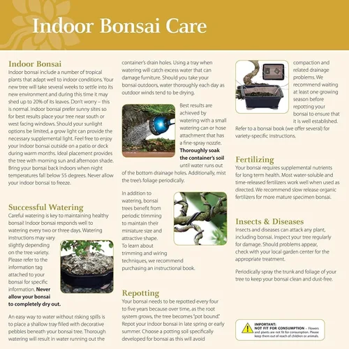 Vista 6 de Brussel's Bonsai Live Ginseng - Árbol bonsái de ficus injertado para interiores, pequeño, 4 años, de 6 a 8 pulgadas, árbol bonsái vivo en maceta
