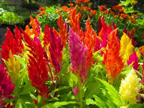 Vista 2 de Semillas Flores Plumed Cockscomb Giant Mix Multicolor - 250 Semillas