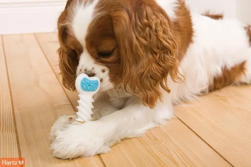 Vista 4 de Hartz Chew 'n Clean Twisty Bone - Juguete masticable para perros con aroma a tocino para masticadores moderados, extra pequeño