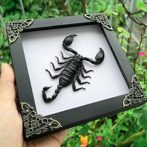 Vista 78 de 2 Real Dragonfly Specimens Shadow Box Framed Insect Display Oddities Curiosities Entomology Collection Natural History Wall Decor Gift for Nature