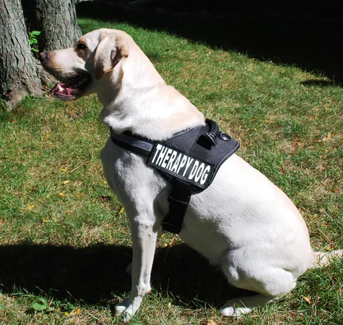 Vista 7 de Arnés de chaleco para perro de terapia con parches de Velcro removibles, la compra incluye 2 parches reflectantes con el texto «Therapy Dog» Antes