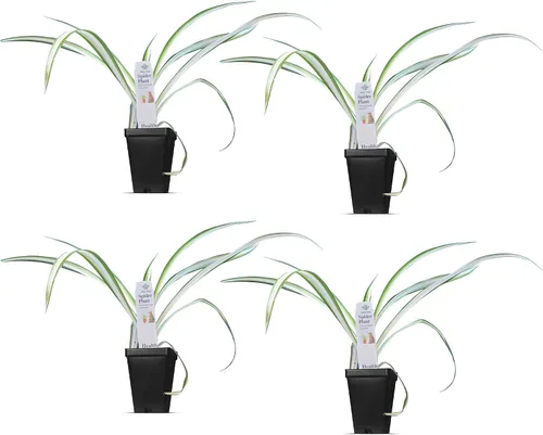 Vista 36 de Plantas de aloe coral (Aloe striata) - Suculenta viva con llamativos bordes rosados y hojas lisas y planas para jardinería en interiores
