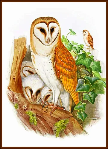 Vista 13 de Canguros australianos John Gould Counted Patrón de punto de cruz