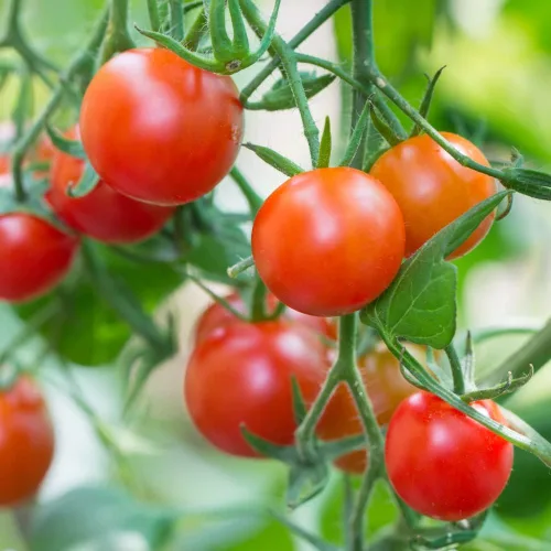 Vista 3 de Planta de tomate cherry, planta inicial de tomate vivo de 4 pulgadas