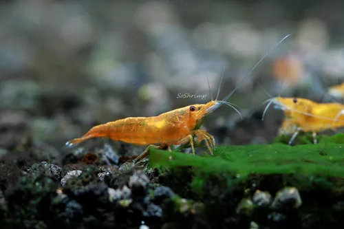 Vista 7 de Camarones vivos de acuario de agua dulce - Neocaridina (Bloody Mary, 5 unidades)