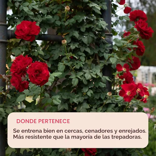 Vista 7 de Rosas trepadoras de reliquia, planta de raíz propia viva, Lady in Red™
