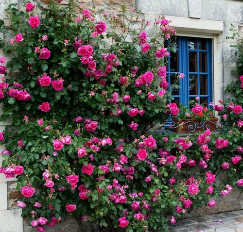 Vista 4 de Más de 100 semillas de rosas trepadoras para plantar al aire libre, flores ornamentales trepadoras, arbusto rosa, trepador de vid de larga floración