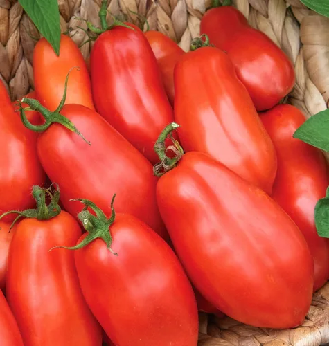 Vista 6 de Burpee 'Big Mama' Hybrid Tomate de pasta roja grande 50 semillas