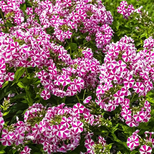 Vista 7 de Semillas de Phlox rastreras para plantar, 1020 piezas de semillas de flores perennes enanas rastreras Phlox plantas de cobertura del suelo, sin OMG