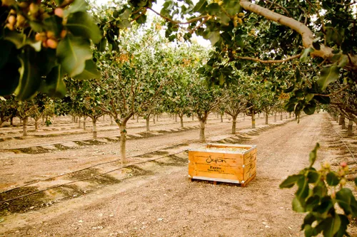 Vista 7 de Setton Farms Pistachos secos tostados y salados, Pistachos Premium California con cáscara, bolsa de 1 libra (16 onzas), Certificados No-GMO, Sin