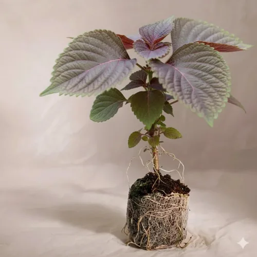 Vista 3 de Planta vietnamita Tia a Japonés Coreano Púrpura Shiso Perilla Plantas Hierba Asiática Heirloom No GMO (1)