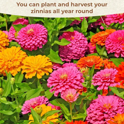 Vista 4 de Más de 16000 semillas de flores de Zinnia para mezcla de colores 2026-7+, alta tasa de germinación, perfectas para jardines, mezcla de semillas