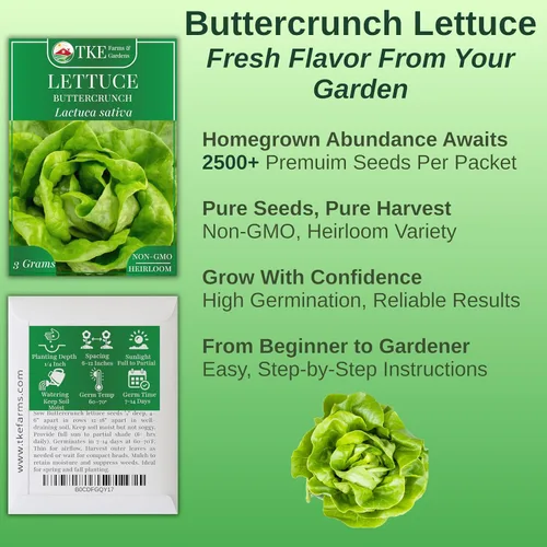 Vista 2 de TKE Farms & Gardens - Semillas de lechuga Buttercrunch para plantar, más de 2500 semillas, reliquia, sin OMG, 0.11 oz, jardines interiores