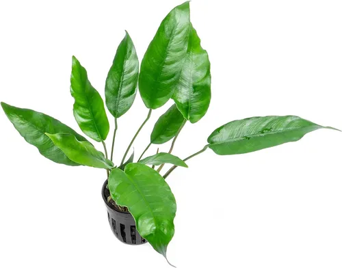Vista 36 de SubstrateSource Plantas vivas – Anubias Hastifolia (Anubias hastifolia) – Luz baja a moderada, hojas en forma de flecha de color verde medio a