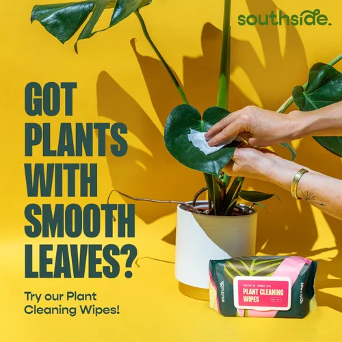 Vista 5 de Southside - Cepillos de limpieza para plantas suculentas y cactus, asas de madera con cerdas suaves de pelo de cabra, herramientas de limpieza