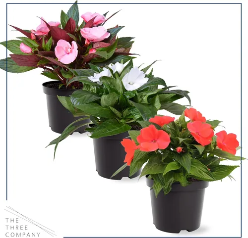 Vista 6 de Planta de lisimaquia viva (4 por paquete) y New Guinea Impatiens (3 por paquete) - Plantas con flores y arrastre