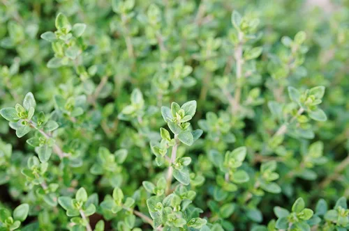 Vista 2 de Smoke Camp Crafts Planta de tomillo inglés, Thymus vulgaris, hermosas plantas de hierbas, decoración de jardín, maceta de 2.5 pulgadas
