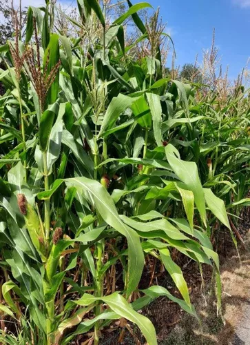 Vista 2 de Semillas de Maíz (CHK) Zea Mays (Cerosa - Glutinosa Asiática, 50 Semillas)
