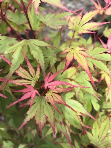 Vista 3 de Planta viva de arce japonés Kuro Hime de 2 años
