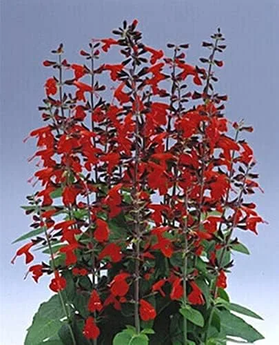 Vista 2 de Salvia Coccinea Dama en Semillas Anuales Rojas