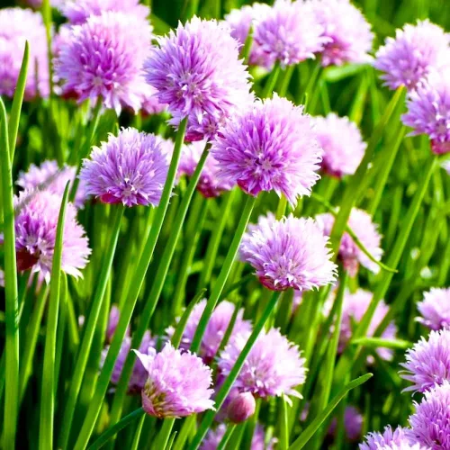 Vista 6 de Cebollino Allium schoenoprasum ajo silvestre 100+ semillas