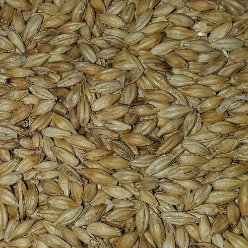 Vista 4 de Malta de grano entero para elaboración en casa, de 2-Row Brewers 10 libras.