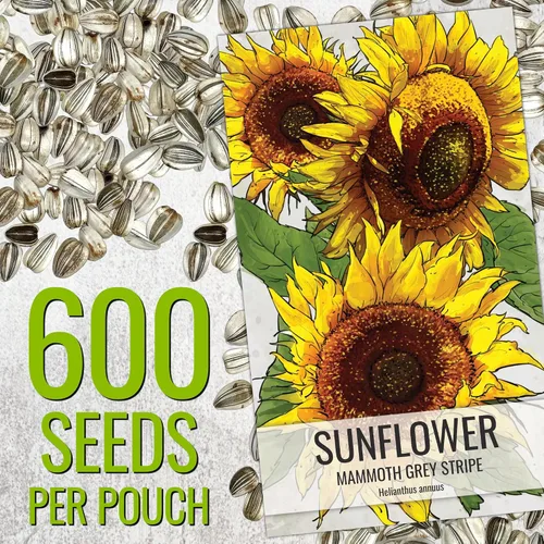 Vista 3 de Seed Needs - Semillas de girasol para plantar Mammoth Grey Stripe - Paquete a granel de 1.5 onzas
