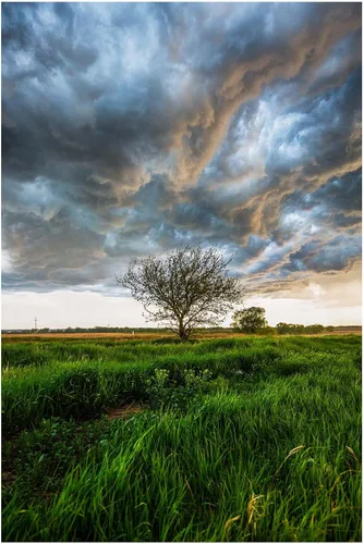 Vista 7 de Great Plains - Impresión fotográfica (sin marco), imagen vertical del árbol bajo el cielo tormentoso en el día de primavera en la pradera de Kansas