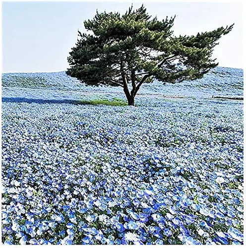 Vista 4 de 3000 semillas de flores silvestres Baby Blue Eyes - Flor silvestre nativa de California - Semilla de Nemophila Menziesii