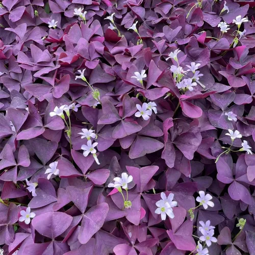 Vista 8 de Paquete de 24 bulbos de trébol morado, bulbos de Oxalis para plantar, bulbos de Oxalis triangularis, flores de buena suerte