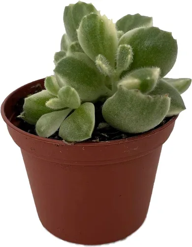 Vista 2 de Suculenta de pata de oso abigarrada - Cotyledon tomentosa var - Maceta de 2.5" - Coleccionistas