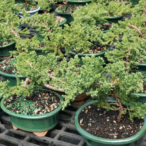 Vista 2 de Brussel's Bonsai - Árbol bonsái para interiores, Olla de cerámica, S