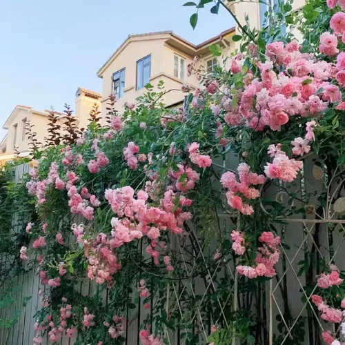 Vista 3 de Más de 300 semillas de rosas trepadoras rosas para plantar al aire libre, semillas de vid ornamentales, increíbles flores trepadoras, crecimiento