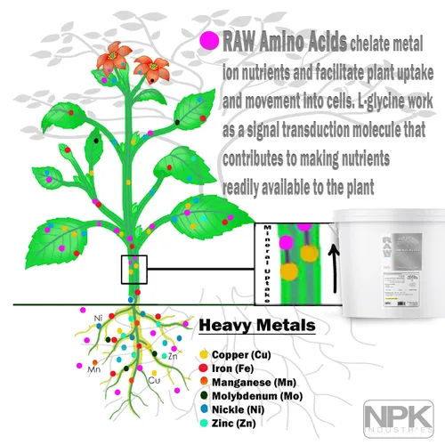 Vista 2 de RAW Aminoácidos: suplemento nutritivo vegetal prémium