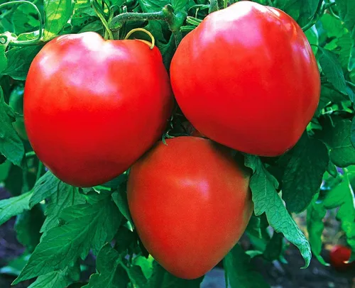 Vista 2 de Semillas Tomate Toros Corazones Verduras rojas para plantar sin OMG