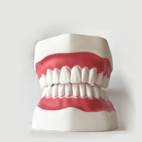 Vista 6 de Modelo de dientes estándar dental Seis veces Modelos de enseñanza dental Ampliación Modelo de boca completa Typodont Demostración