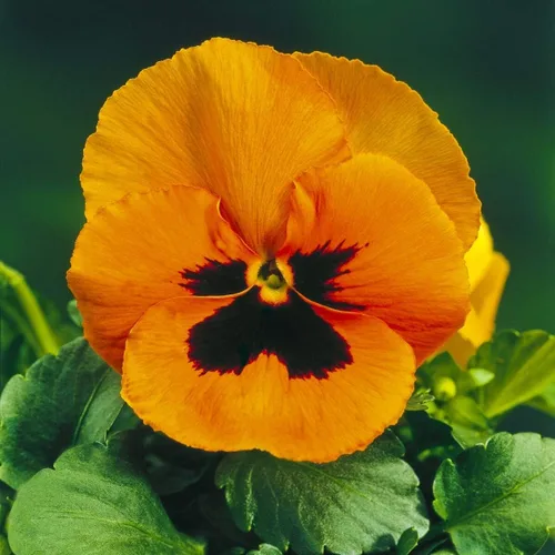Vista 2 de Flores de Viola Flame Red-Brown Seeds para plantar Semillas Bienales sin OMG 40 Semillas