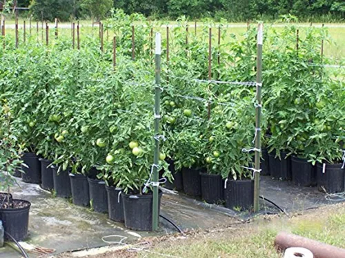 Vista 7 de Guita de jardín para atar tomate de 6300 pies