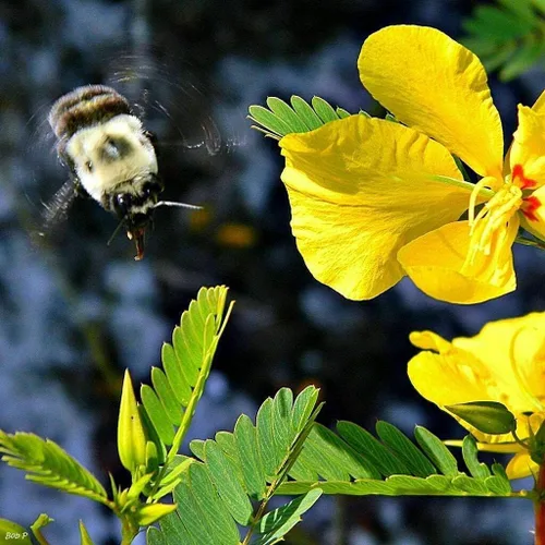 Vista 3 de 500 semillas sensibles de flor de guisante perdiz Chamaecrista - Atrae abejas y mariposas