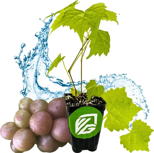 Vista 14 de Alachua Muscadine Grape Vine (paquete de 1) Planta viva por Wellspring
