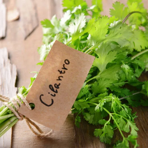 Vista 6 de Semillas de cilantro (Ocio) (300 Semillas)