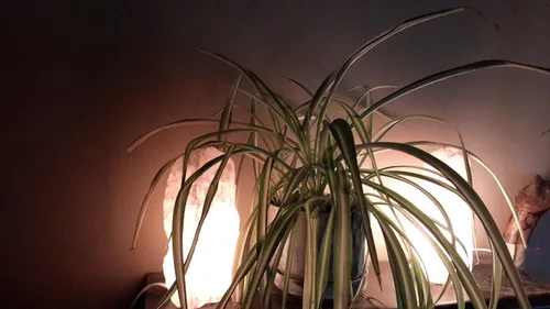 Vista 4 de Lámpara de cuarzo rosa rosa espécimen de cristal natural mineral áspero decoración luz de noche