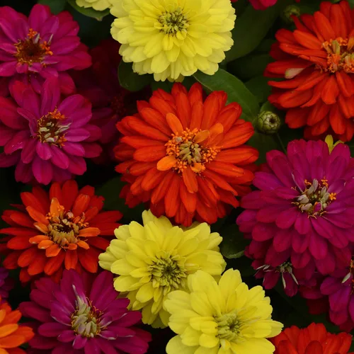 Vista 7 de Outsidepride - Zinnia, 50 semillas anuales, Marylandica Zahara Double Brilliant Flower Seed Mix, mezcla de semillas de flores para plantar