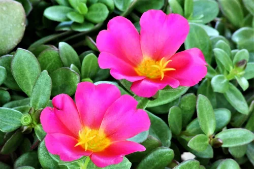 Vista 6 de Purslane - Mezcla de semillas de flores grandes, Portulaca Grandiflora, semillas suculentas de musgo rosa para plantar más de 1000 semillas