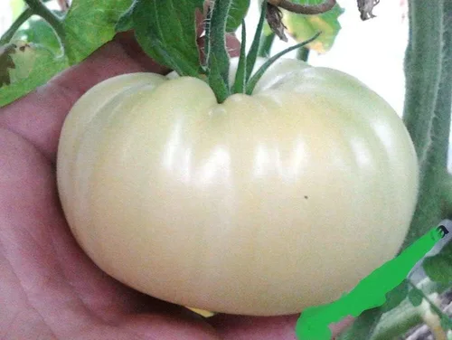 Vista 3 de Semillas Nieve Gran Bistec Blanco Tomate Heirloom Gigante Vegetal Sin OGM